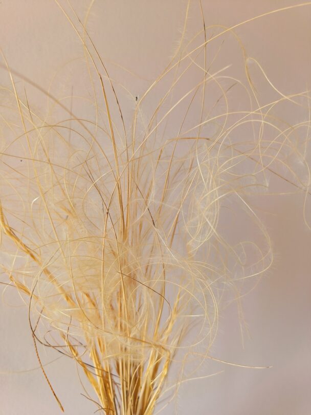 Stipa penata ou plumet – Image 3