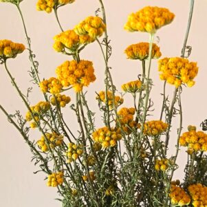 IMG_20250903_123211 retouch-min