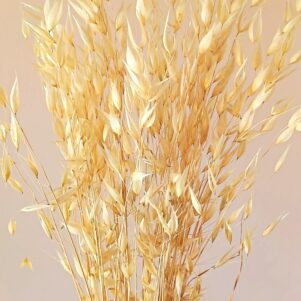 Avoine sauvage blanche
