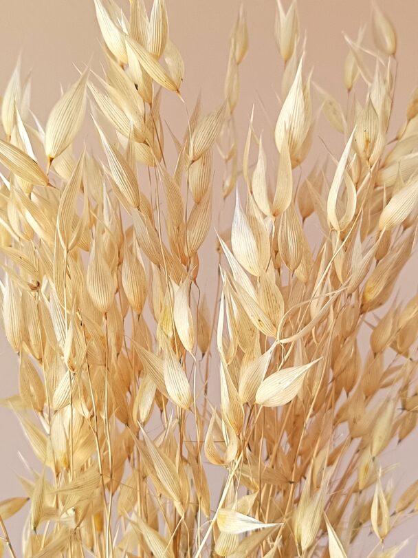 Avoine sauvage blanche – Image 3