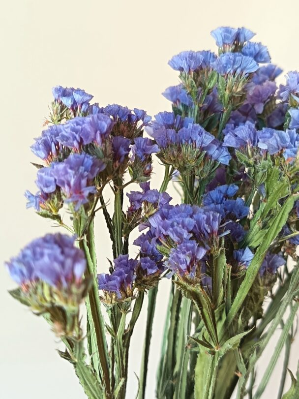 Statices Pale blue – Image 3