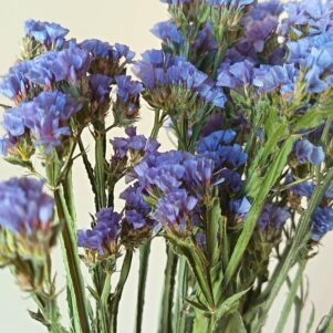 Statices Pale blue