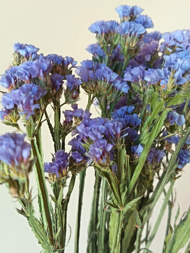 Statices Pale blue