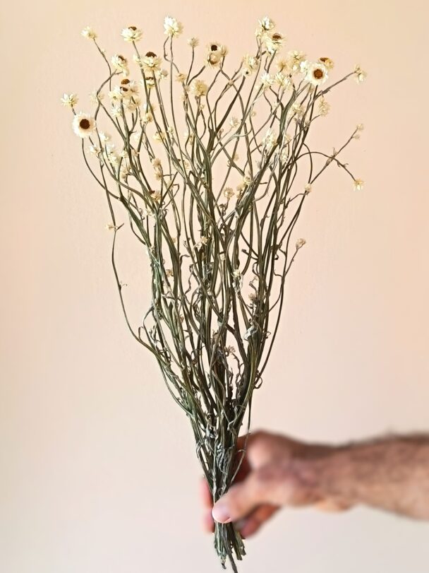 Ammobium – Image 3