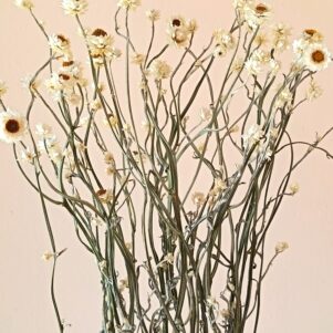 Ammobium