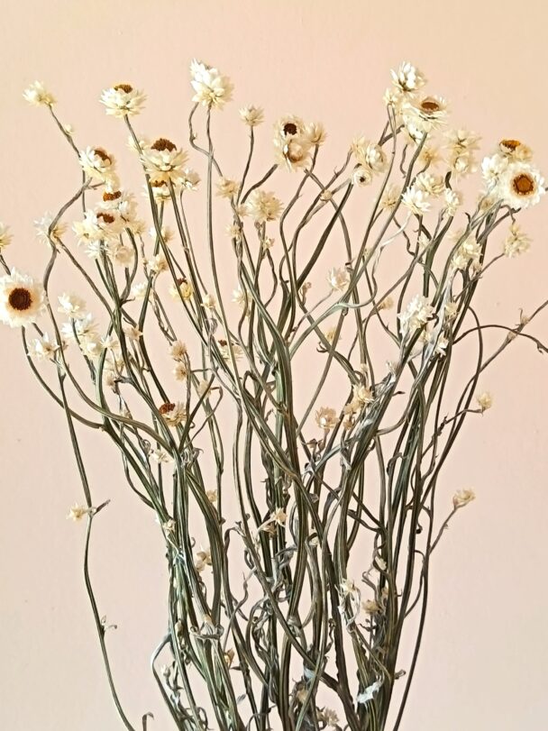 Ammobium