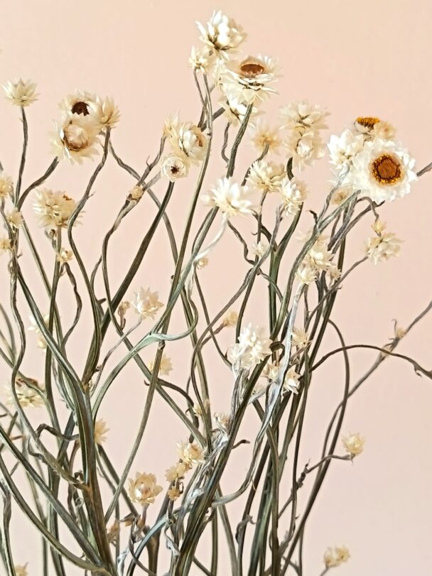 Ammobium – Image 2