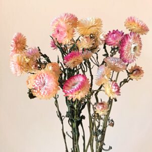 Immortelles Silver Pink