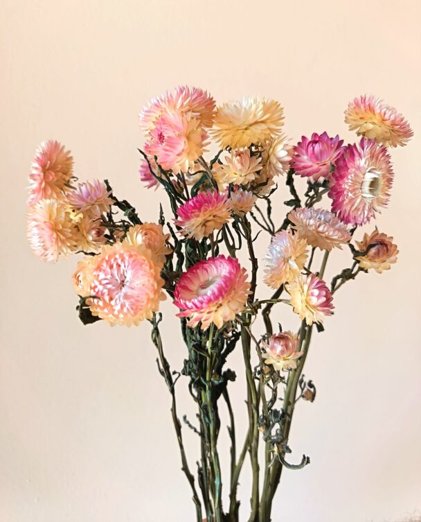 Immortelles Silver Pink