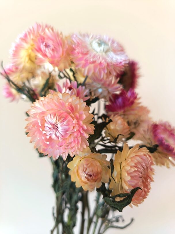 Immortelles Silver Pink – Image 2