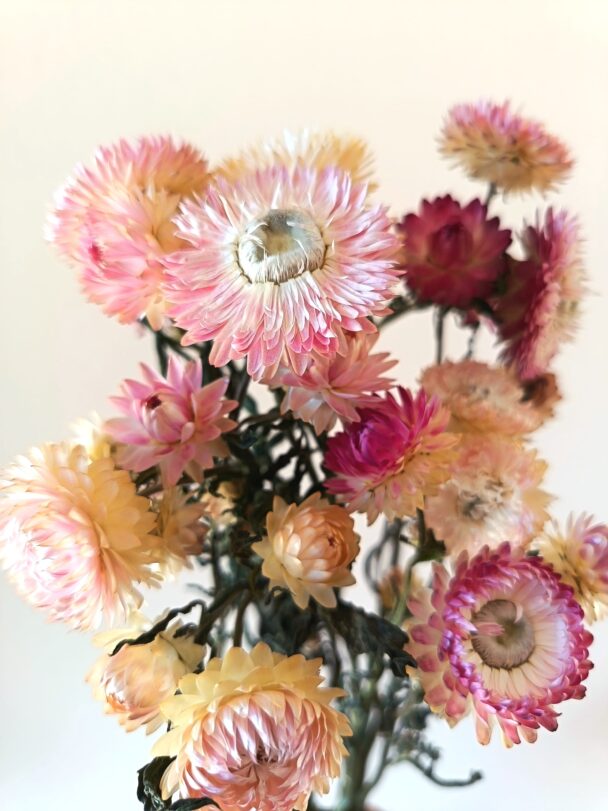 Immortelles Silver Pink – Image 3