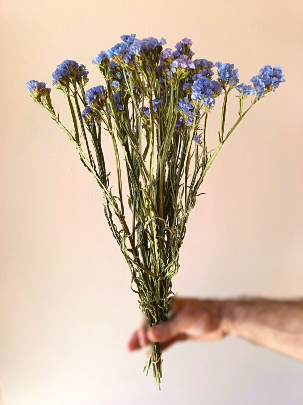 Statices Pale blue – Image 2