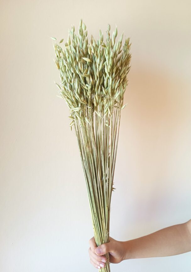 Avoine verte – Image 2