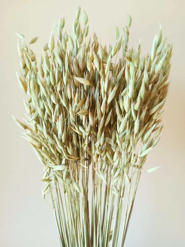 Avoine verte – Image 3