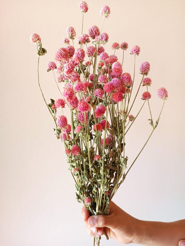 Gomphrena glombosa roses – Image 3