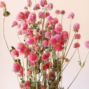 Gomphrena glombosa roses
