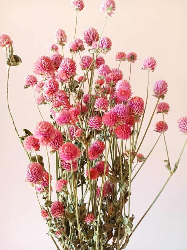 Gomphrena glombosa roses