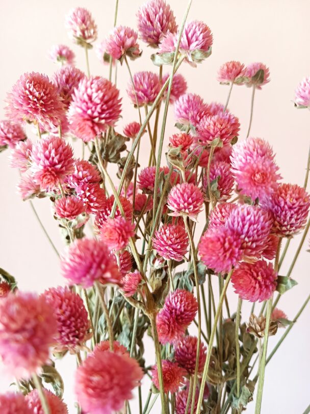 Gomphrena glombosa roses – Image 2