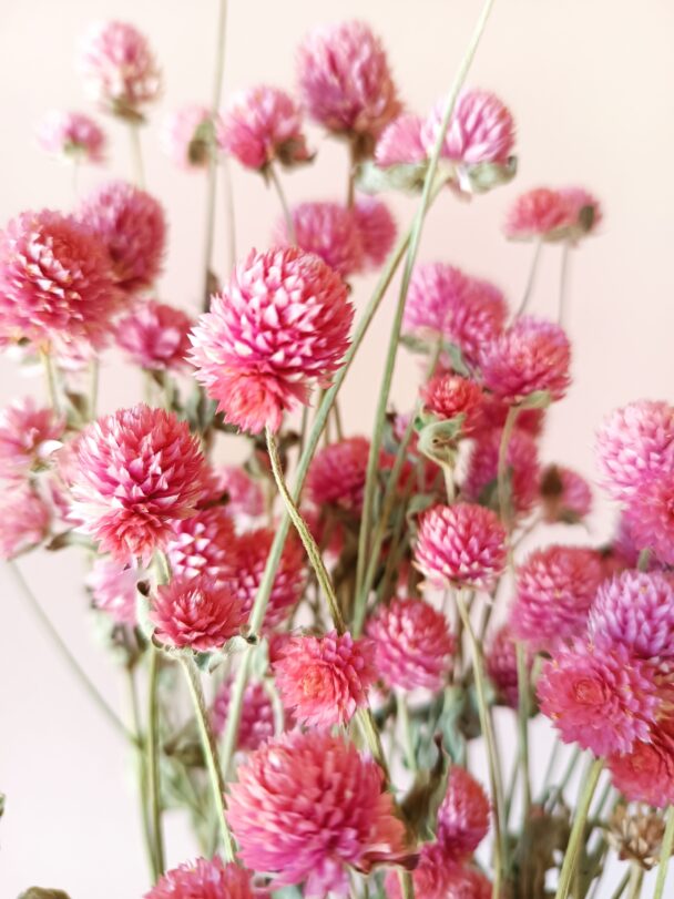 Gomphrena glombosa roses – Image 4