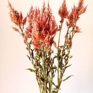 Célosie Celway terracotta