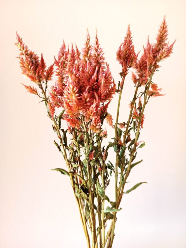 Célosie Celway terracotta