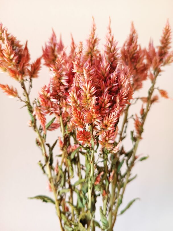 Célosie Celway terracotta – Image 3