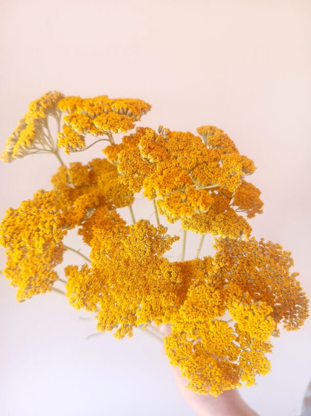 Achillées Cloth of gold jaunes – Image 4