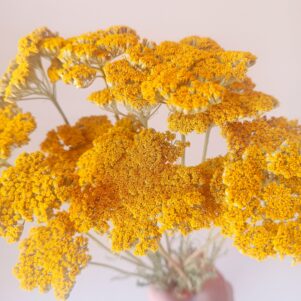 Achillées Cloth of gold jaunes