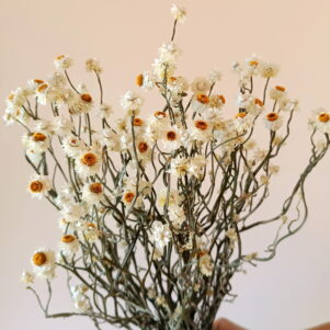Ammobium