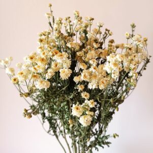 Matricaire (camomille)