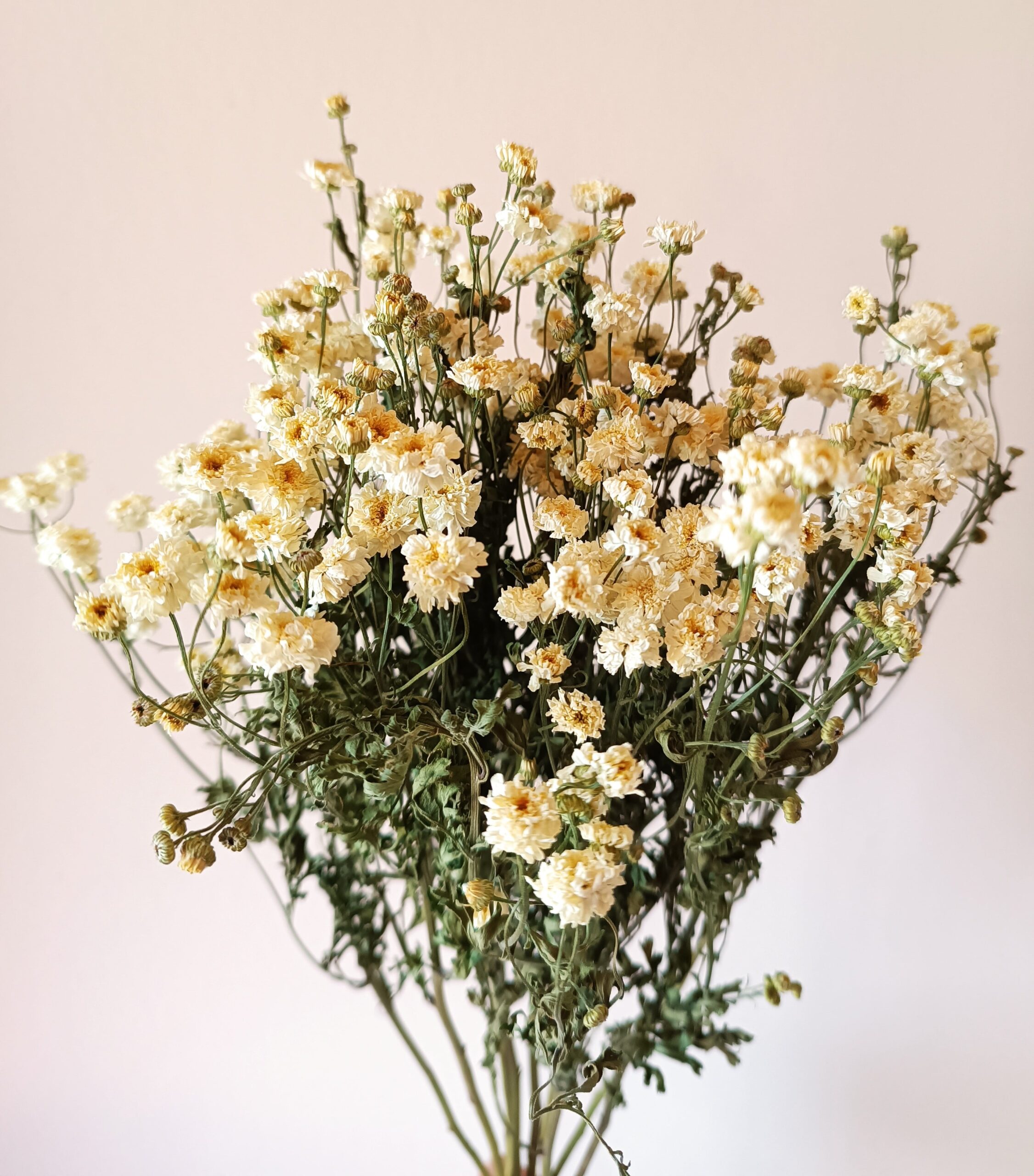 Matricaire (camomille)