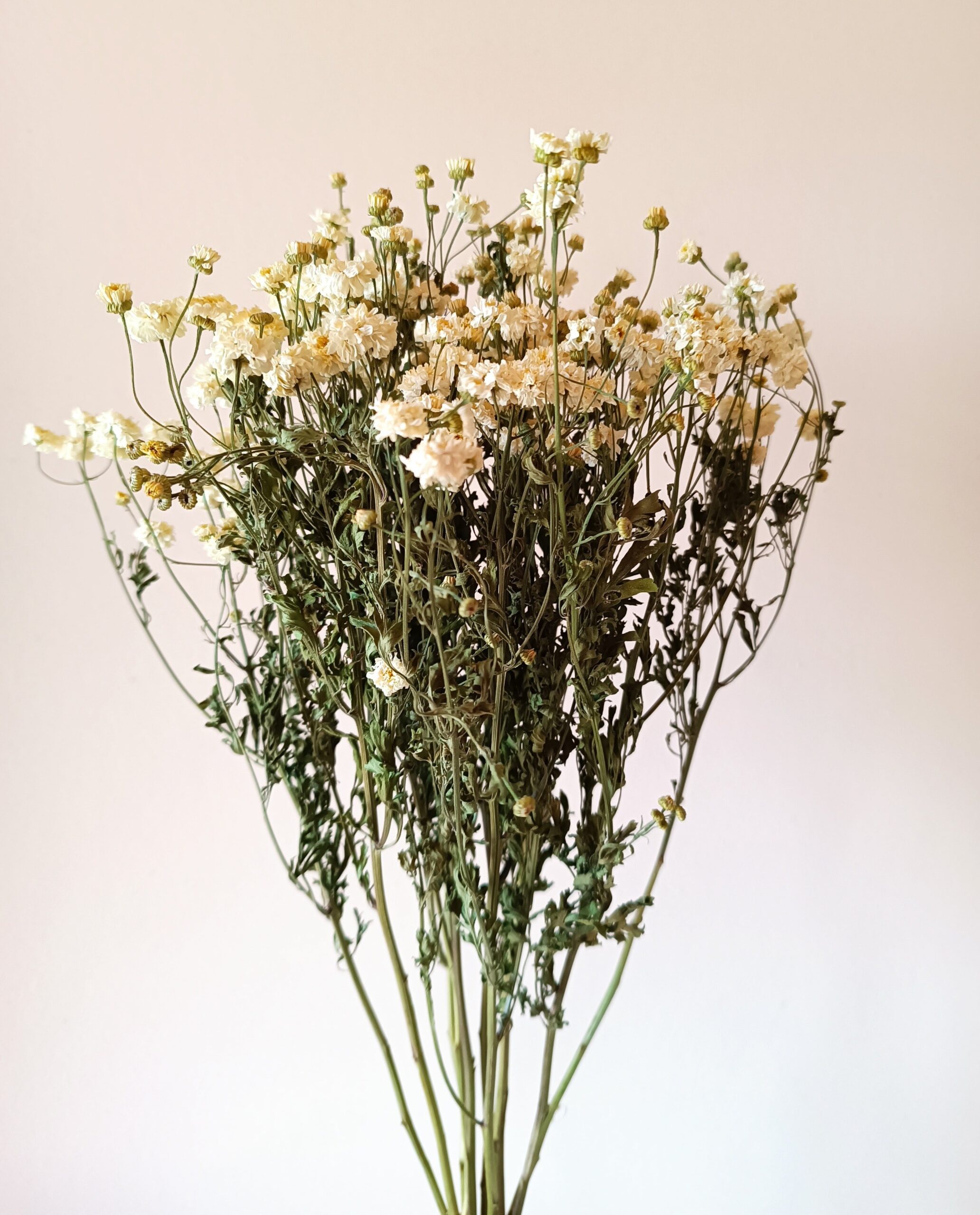 Matricaire (camomille) – Image 2