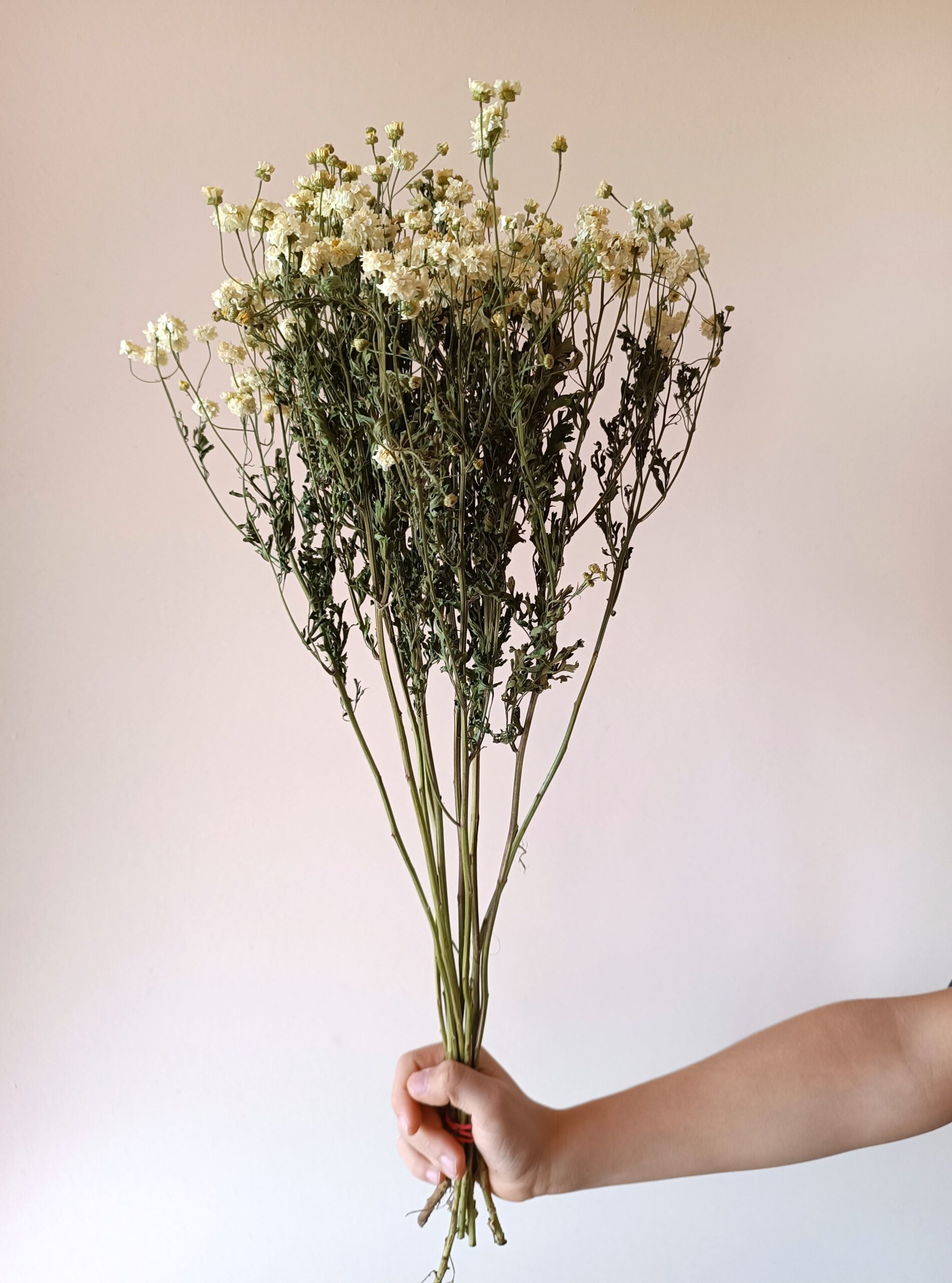 Matricaire (camomille) – Image 3