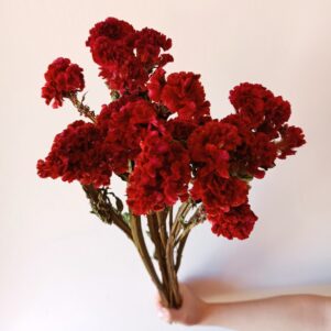 Célosie crête de coq