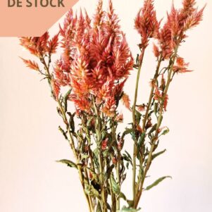 Célosie Celway terracotta