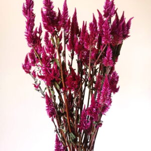 Célosie Celway red