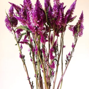 Célosie Celway purple