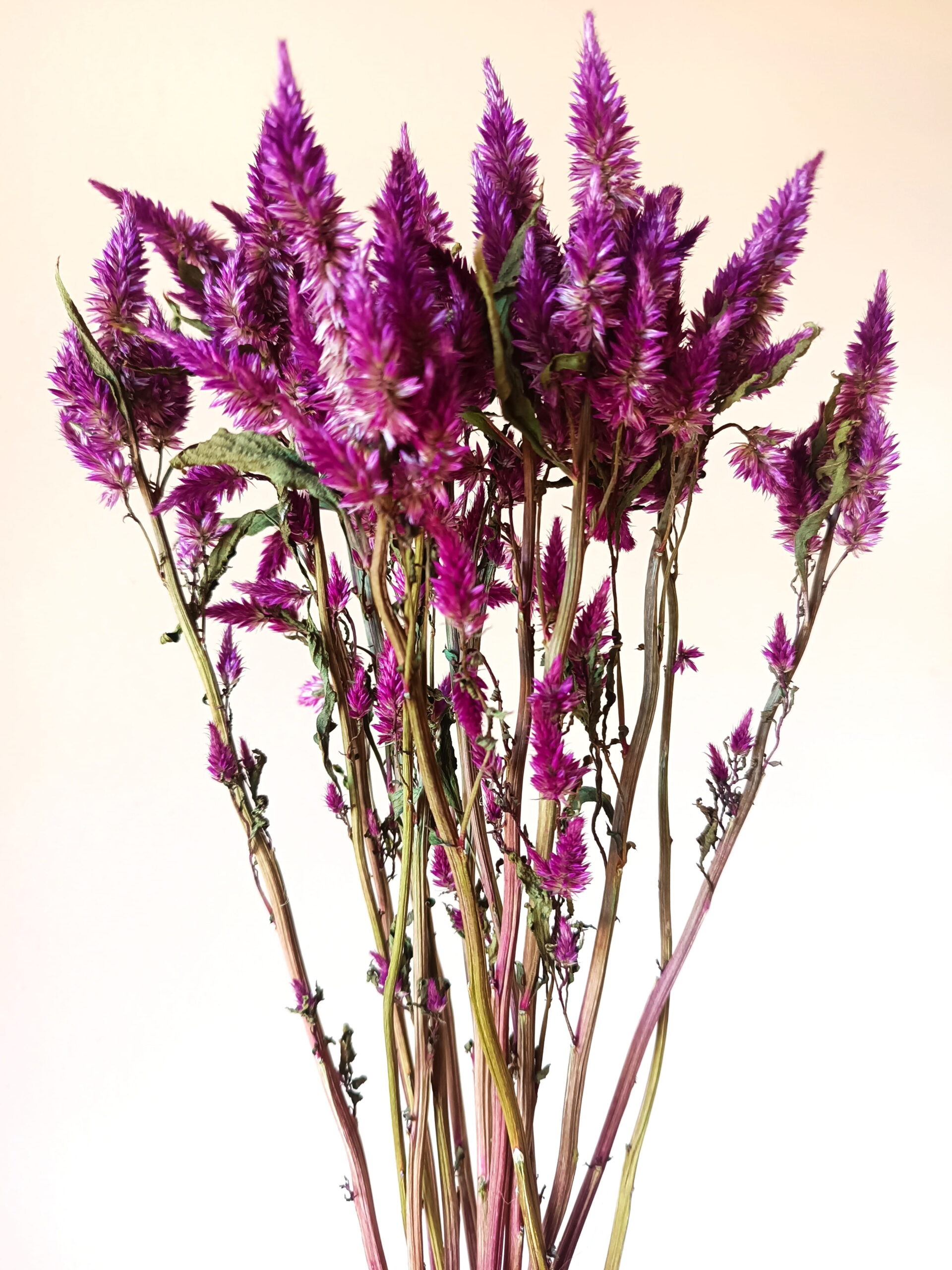 Célosie Celway purple