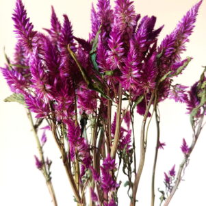 Celosie celway violet 3