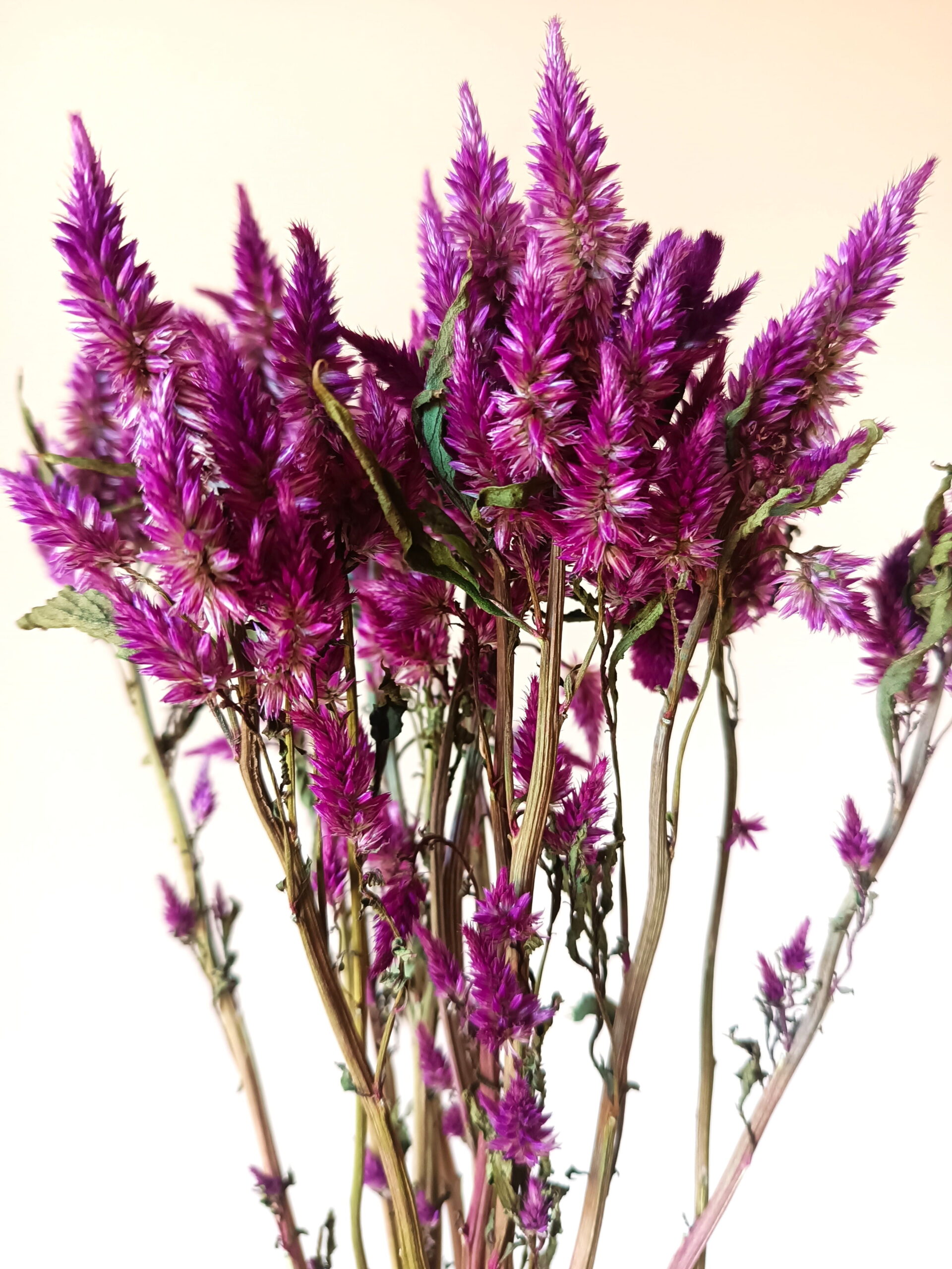 Célosie Celway purple – Image 2