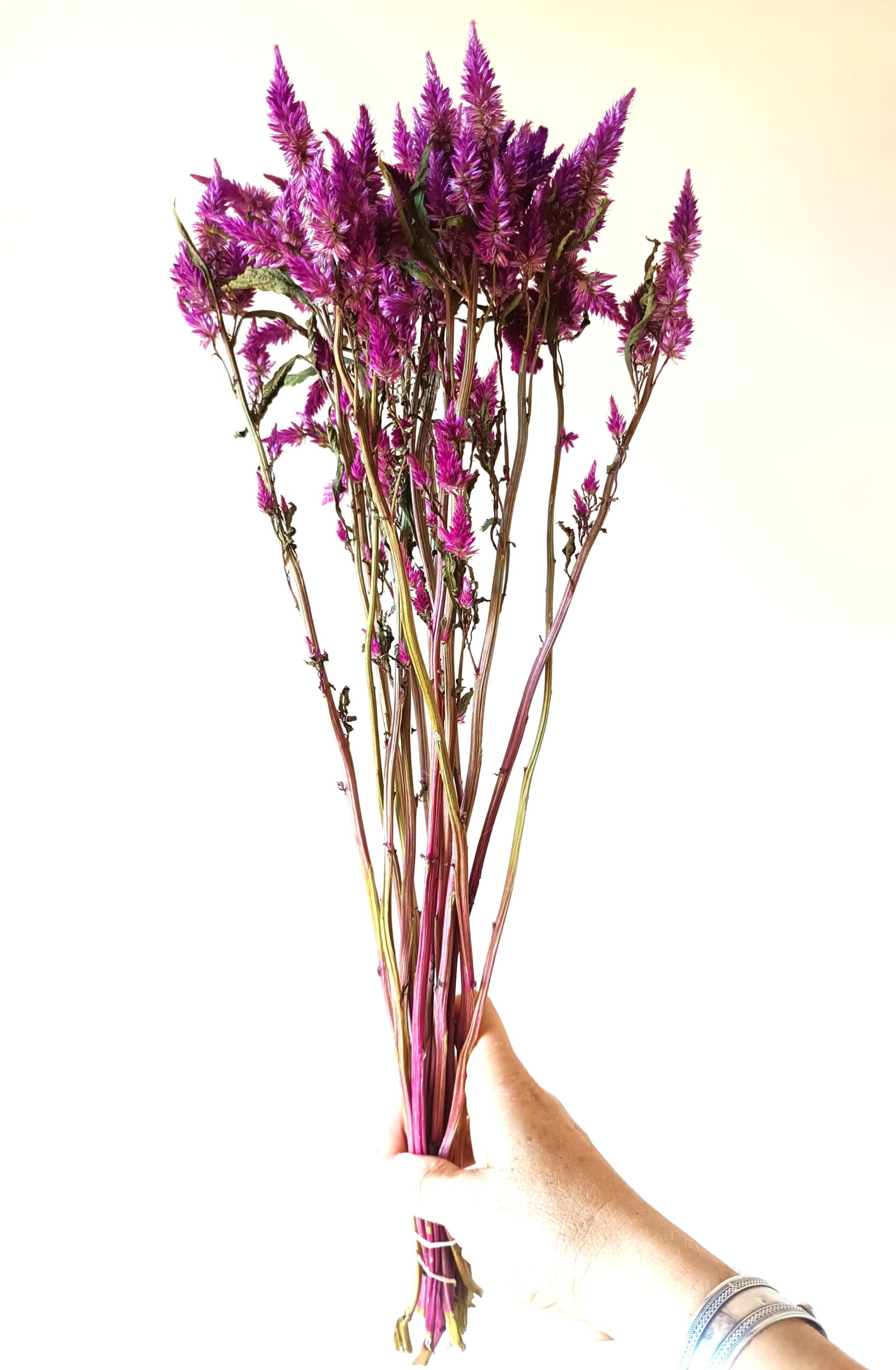 Célosie Celway purple – Image 3