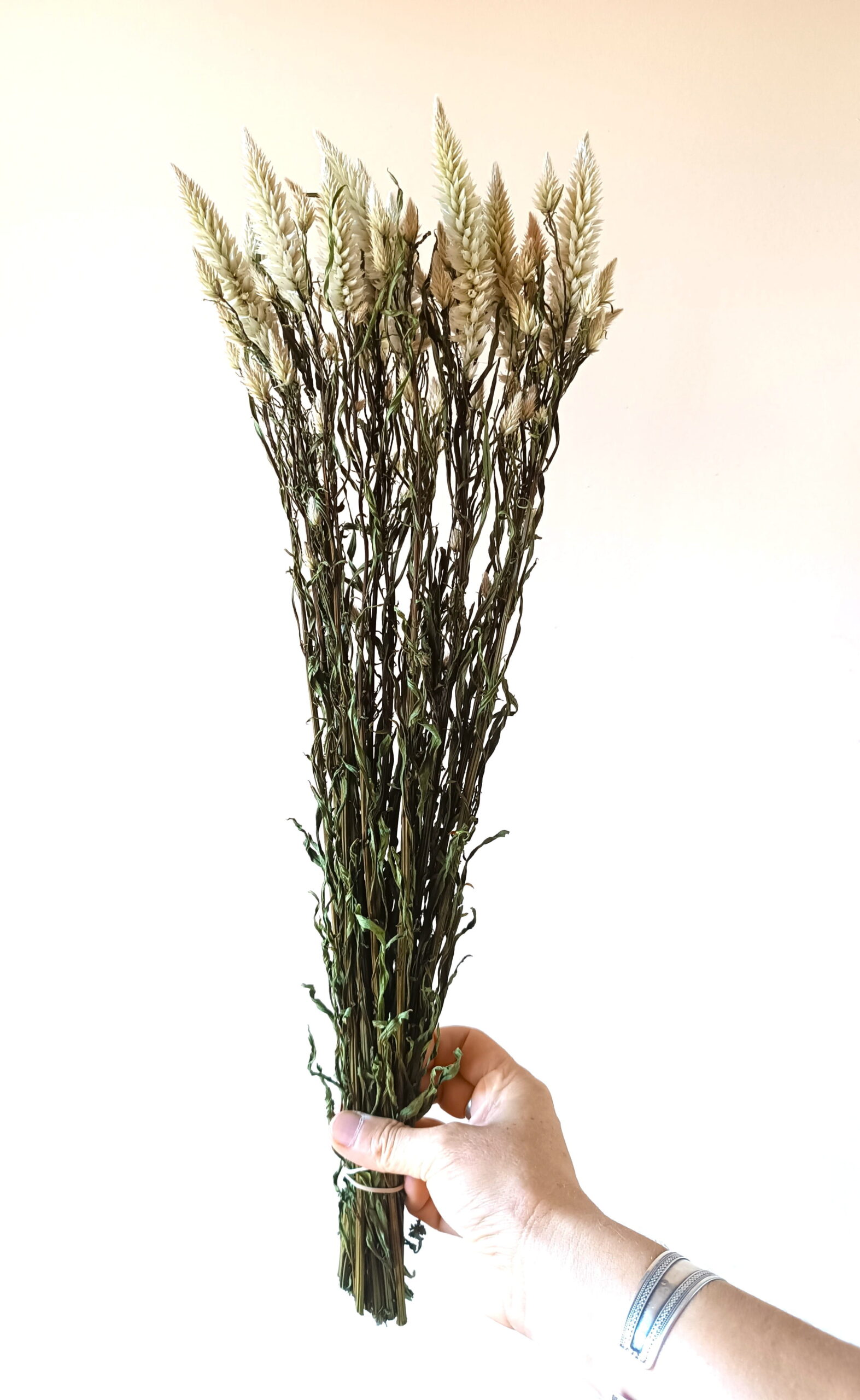 Célosie Spicata blanche – Image 3