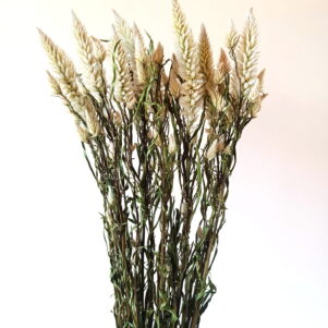 Célosie Spicata blanche