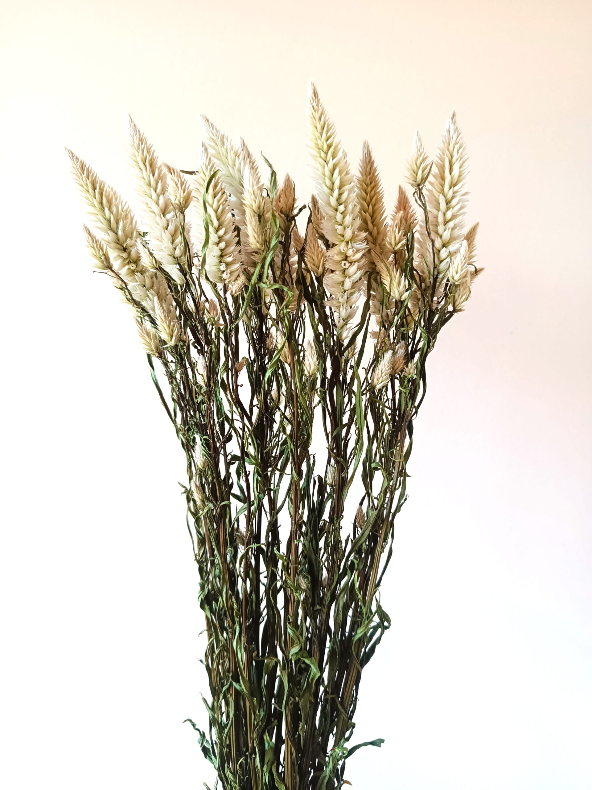 Célosie Spicata blanche