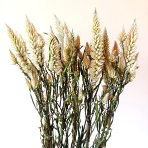 Celosie spicata vert 3