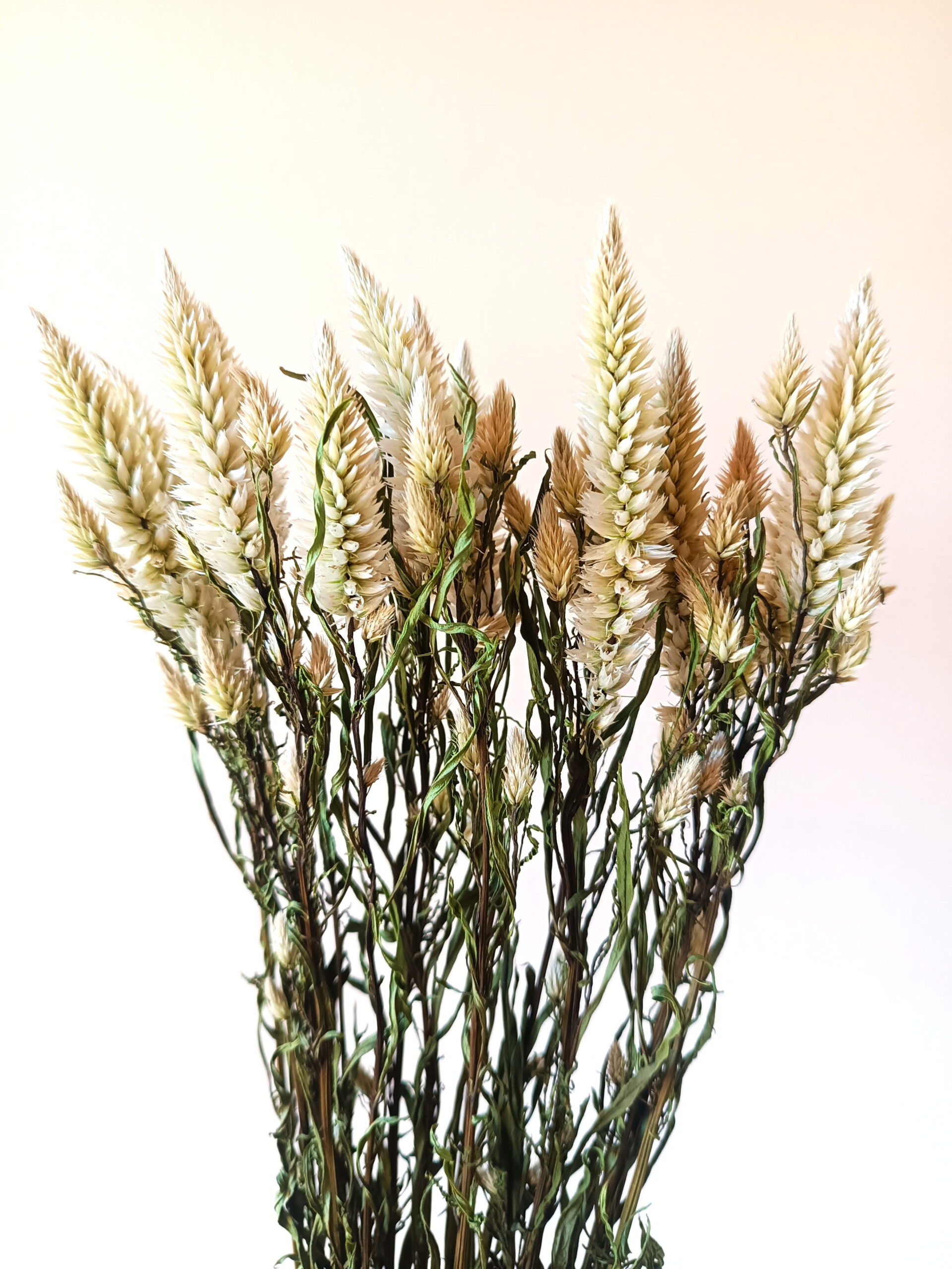 Célosie Spicata blanche – Image 2