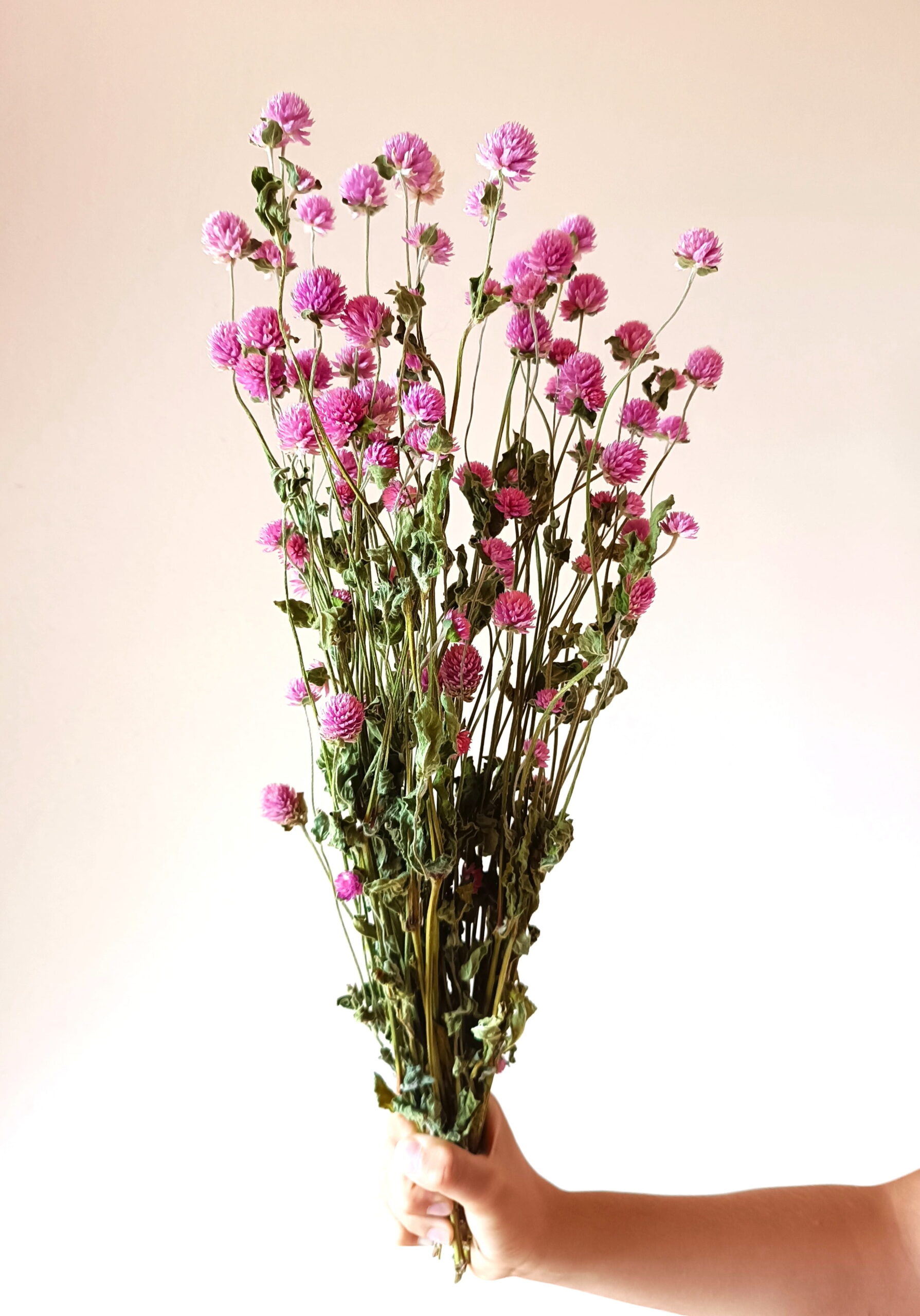 Gomphrena globosa lavande – Image 3