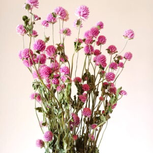 Gomphrena globosa lavande