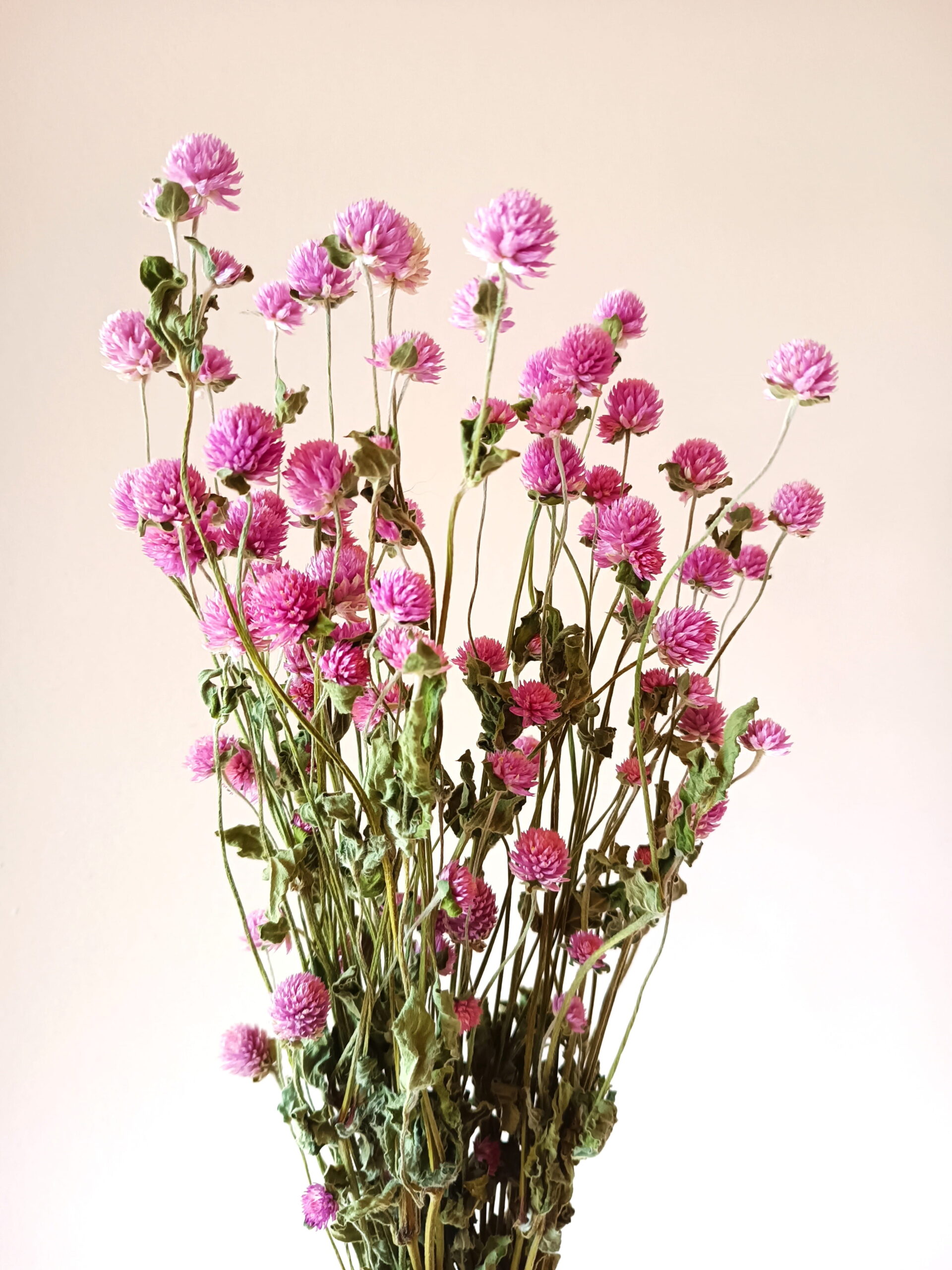 Gomphrena globosa lavande