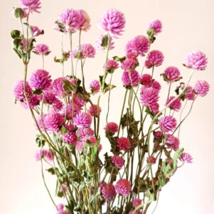 Gomphrena lavender 3